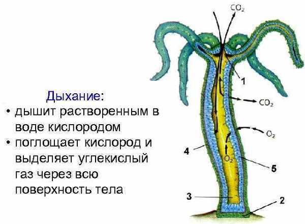 Гидра зайти кракен